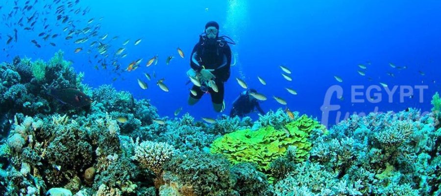 Scuba diving - port ghalib diving excursion