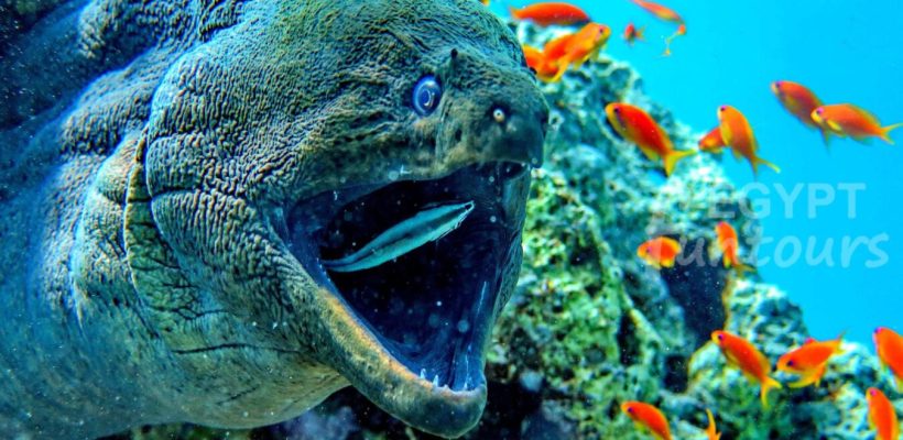 Scuba diving marsa alam - port ghalib diving excursion - diving in el gouna