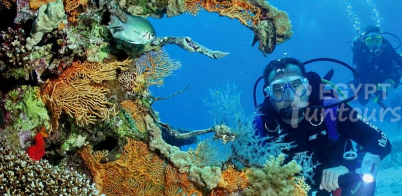 port ghalib diving excursion