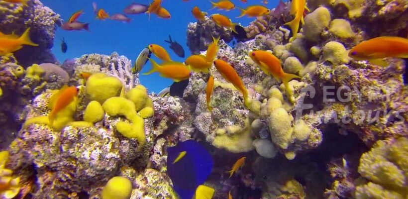 Scuba diving - 8-day Egypt Tour Package - Egypt Fun Tours