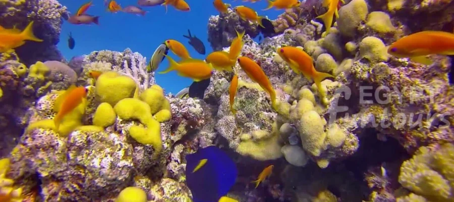 Scuba diving - 8-day Egypt Tour Package - Egypt Fun Tours
