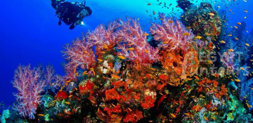 Diving in El Gouna - port ghalib diving excursion