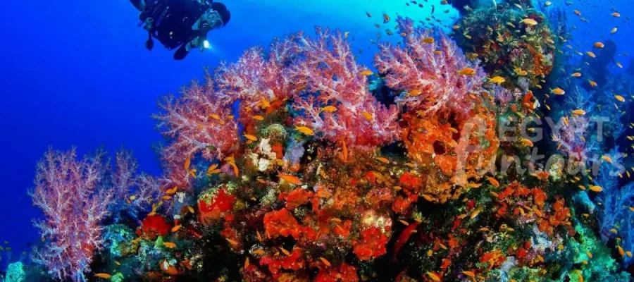 Diving in El Gouna - port ghalib diving excursion