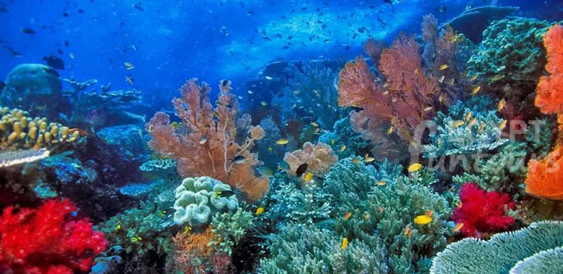 port ghalib diving excursion