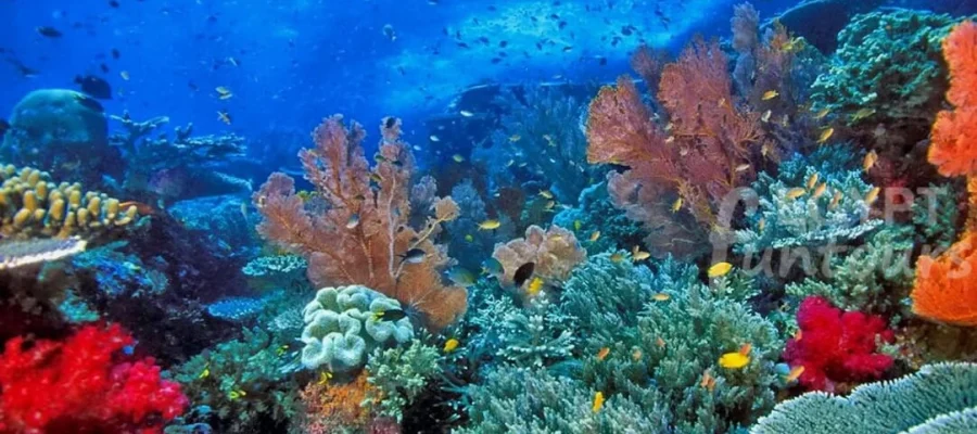 port ghalib diving excursion