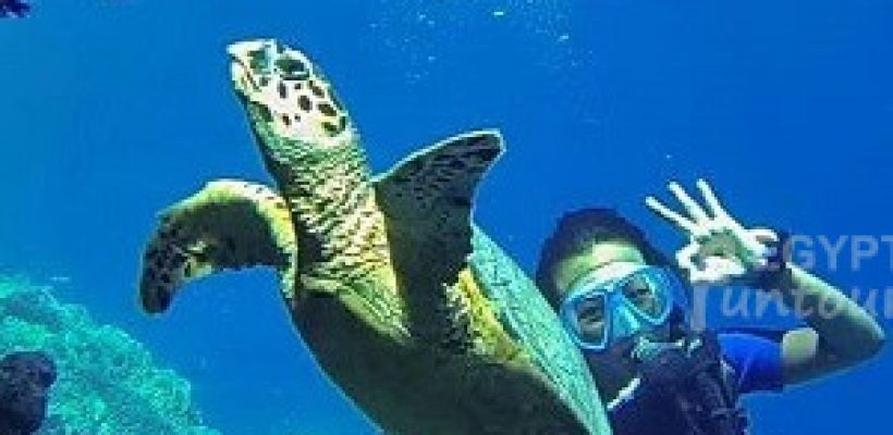 Diving Trip in Hurghada - port ghalib diving excursion - 9-day egypt tour