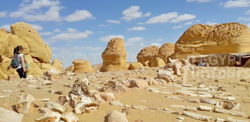 whale fossil Wadi el-Hitan Protectorate in Egypt: 4-day desert adventure
